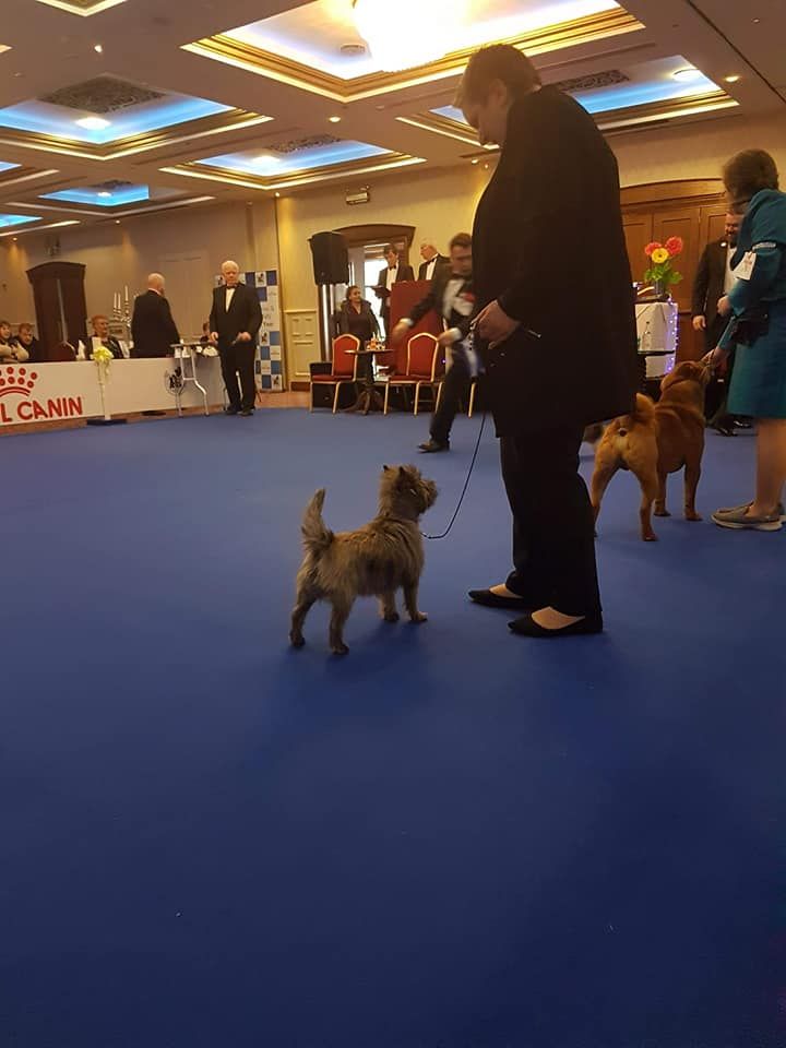 Puppy of the Year Irlande 3/04/2018