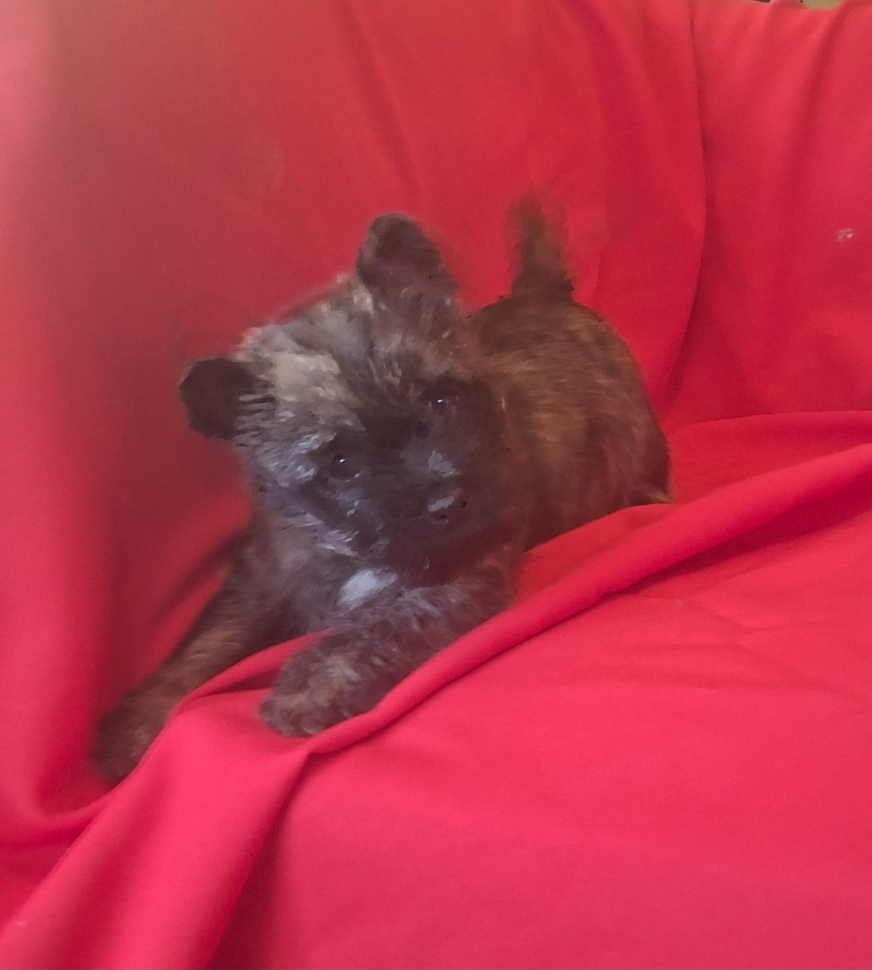 du Harpouy D'Auzan - Chiots disponibles - Cairn Terrier