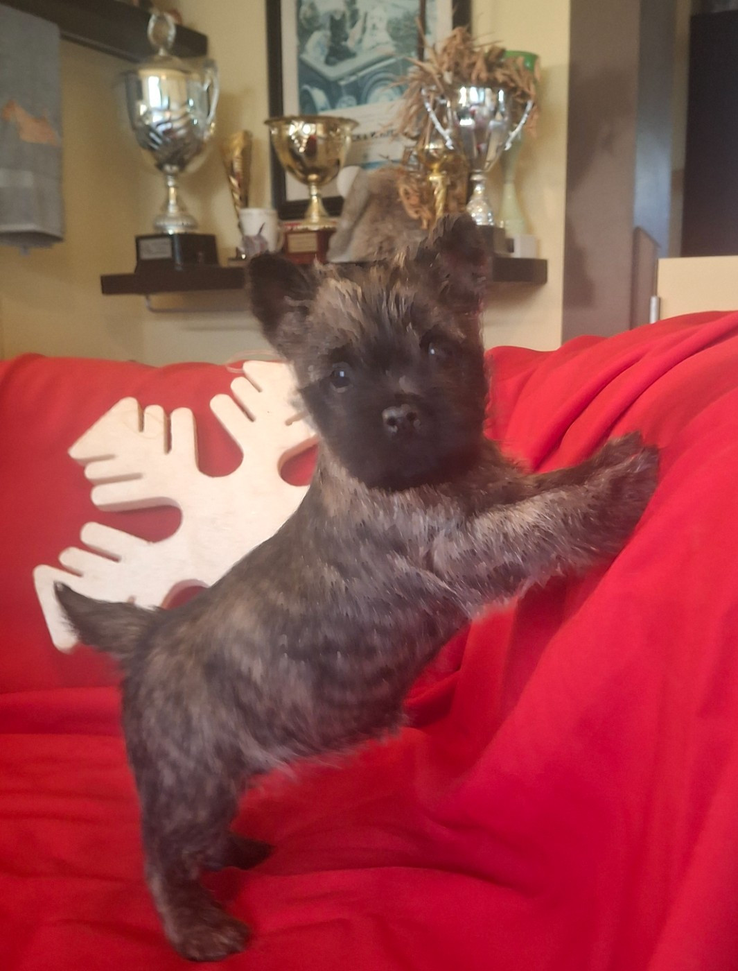 du Harpouy D'Auzan - Chiots disponibles - Cairn Terrier