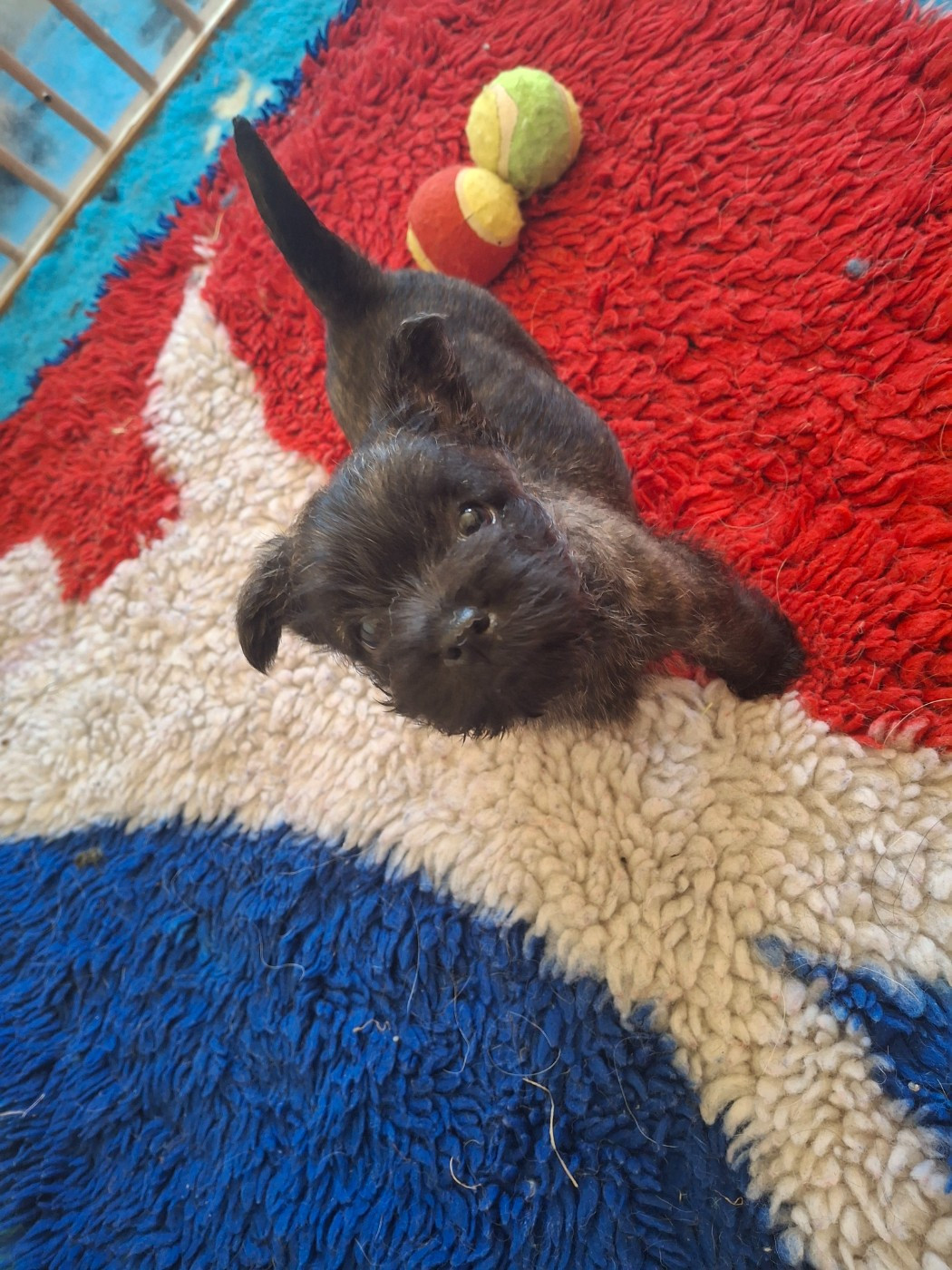 du Harpouy D'Auzan - Chiots disponibles - Cairn Terrier