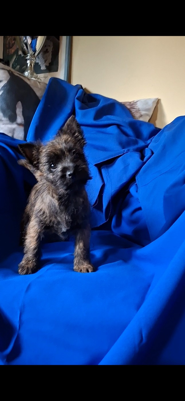 du Harpouy D'Auzan - Chiots disponibles - Cairn Terrier
