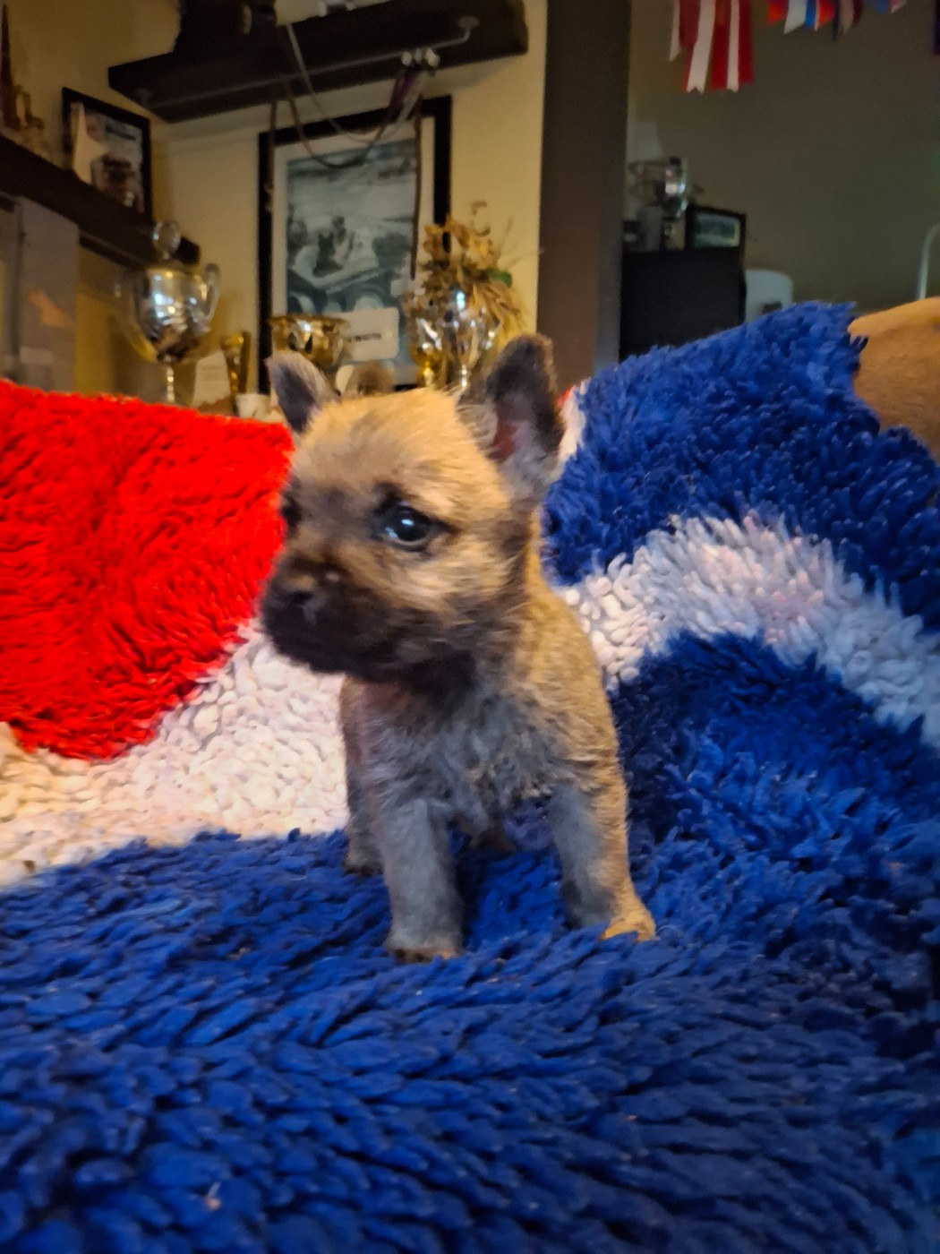 du Harpouy D'Auzan - Chiots disponibles - Cairn Terrier