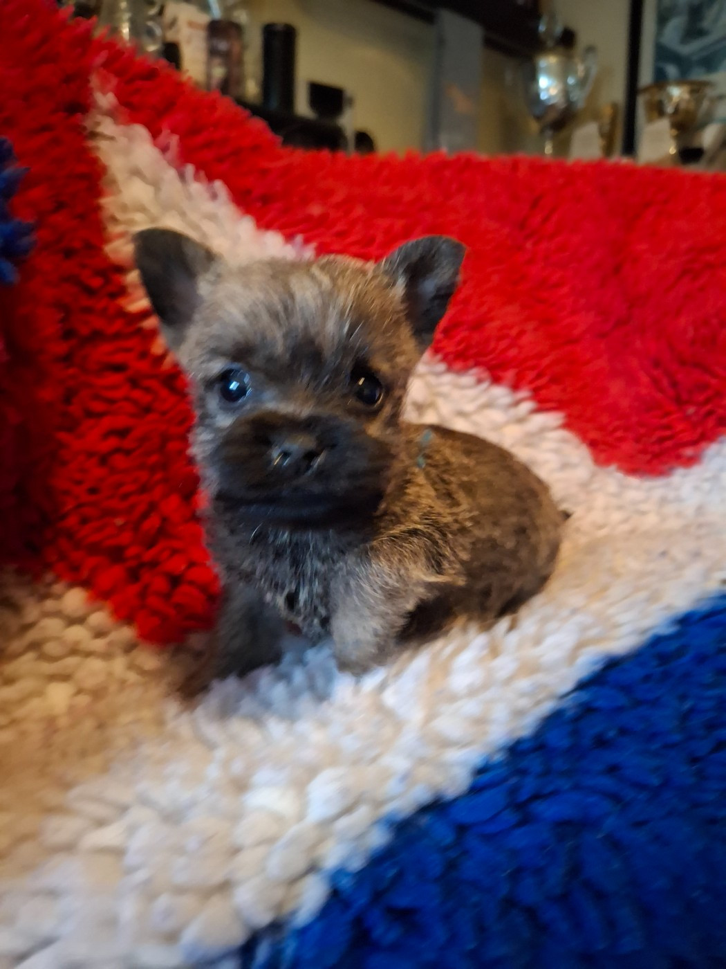 du Harpouy D'Auzan - Chiots disponibles - Cairn Terrier