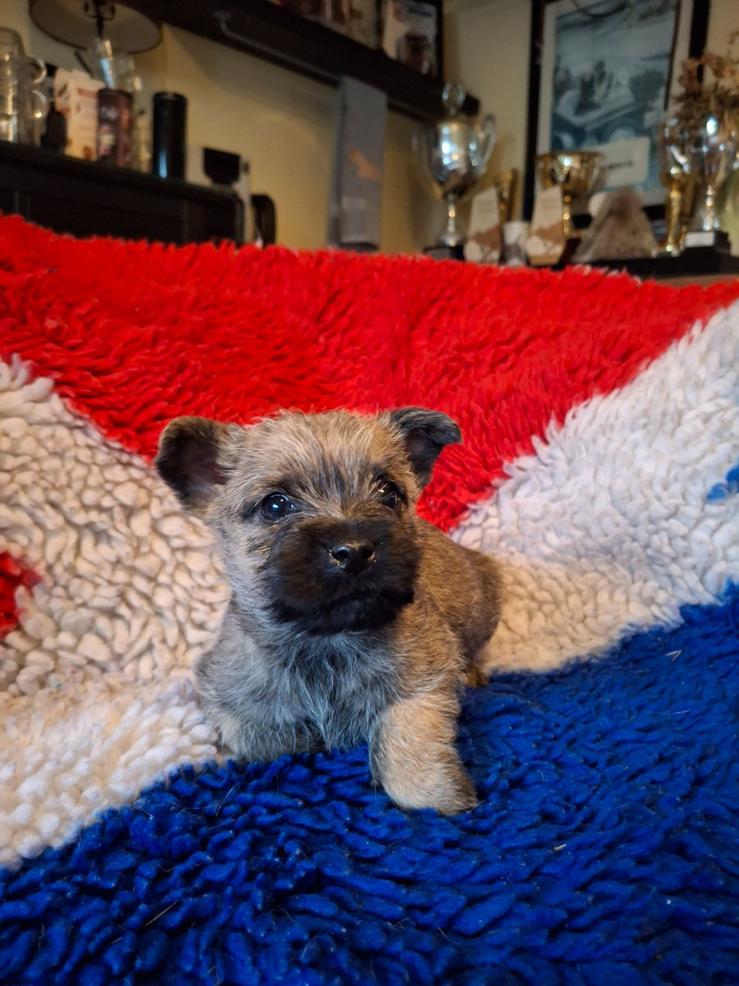 du Harpouy D'Auzan - Chiots disponibles - Cairn Terrier