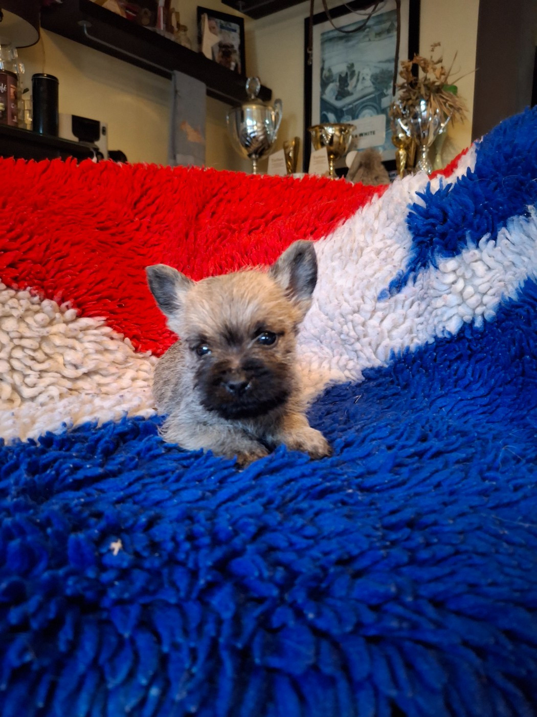 du Harpouy D'Auzan - Chiots disponibles - Cairn Terrier