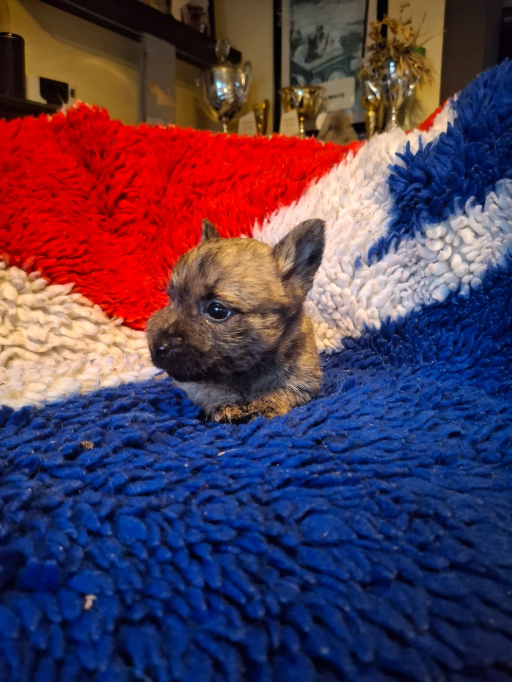 du Harpouy D'Auzan - Chiots disponibles - Cairn Terrier