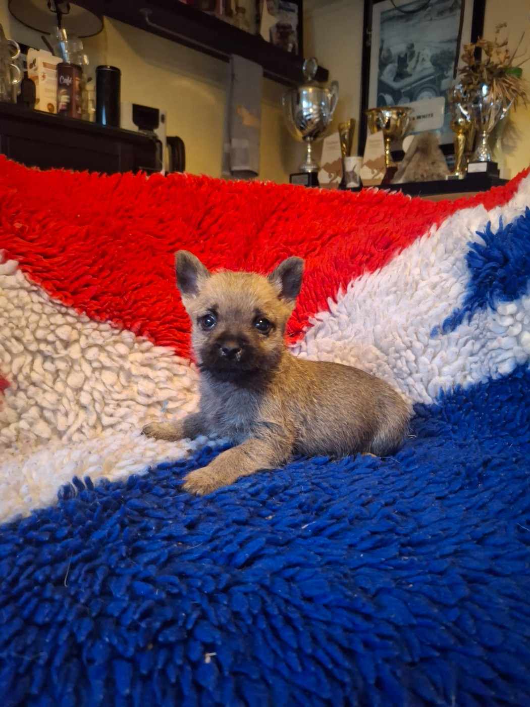 Chiot Cairn Terrier du Harpouy D'Auzan