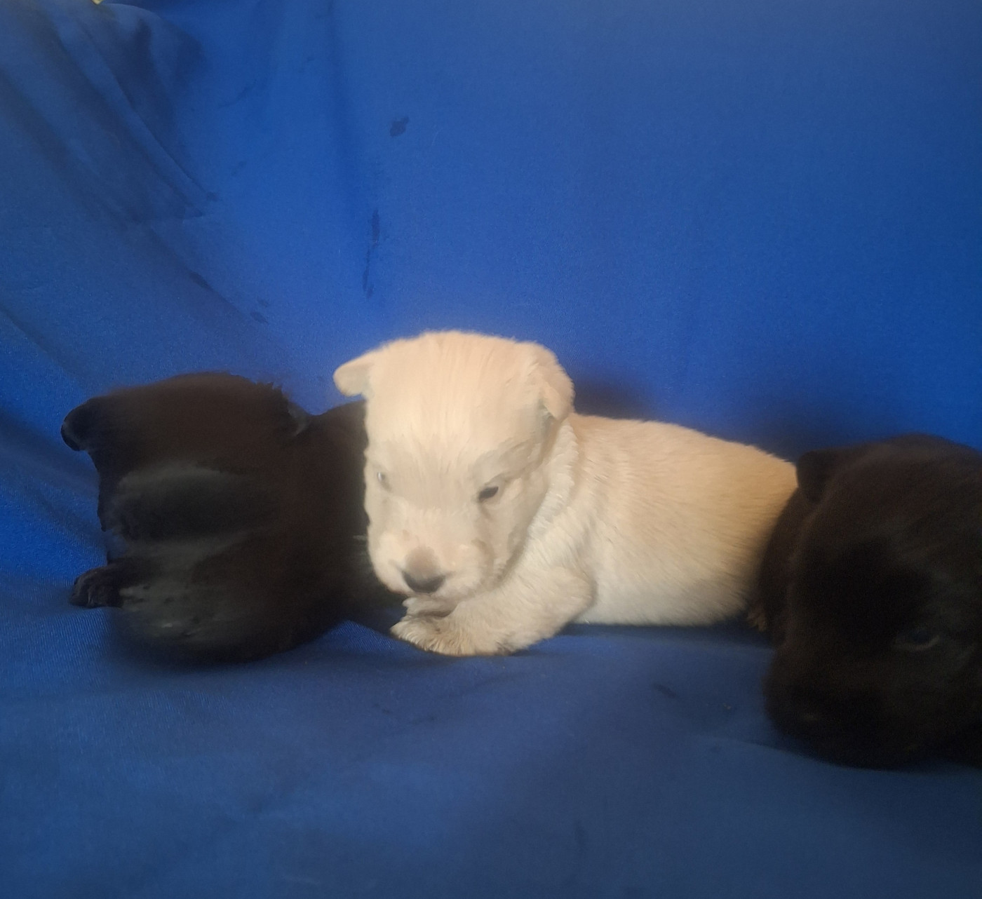 du Harpouy D'Auzan - Scottish Terrier - Portée née le 11/05/2026