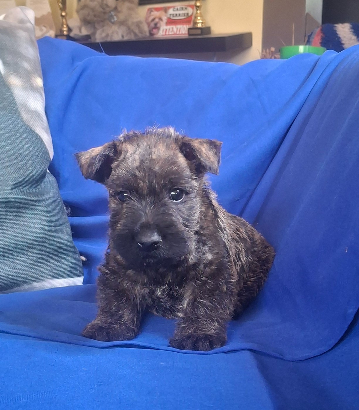 du Harpouy D'Auzan - Chiots disponibles - Scottish Terrier