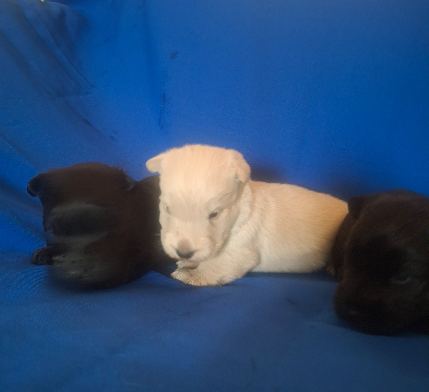 du Harpouy D'Auzan - Chiots disponibles - Scottish Terrier