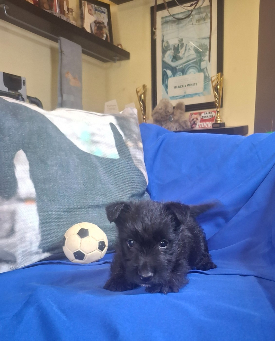 du Harpouy D'Auzan - Chiots disponibles - Scottish Terrier