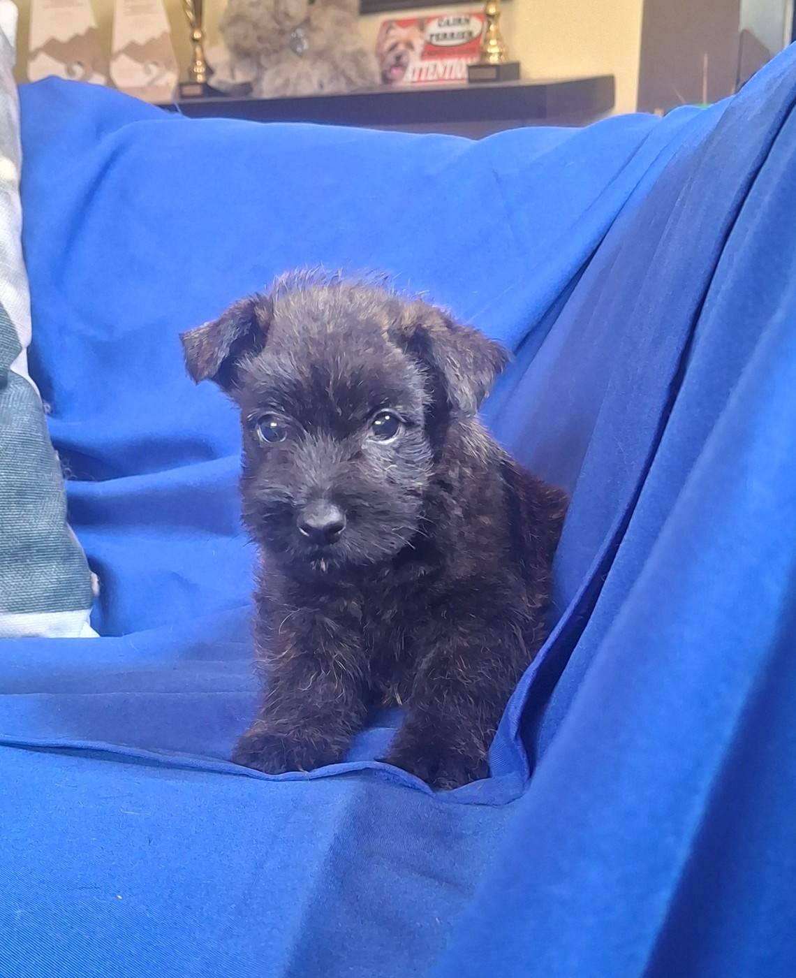 du Harpouy D'Auzan - Chiots disponibles - Scottish Terrier