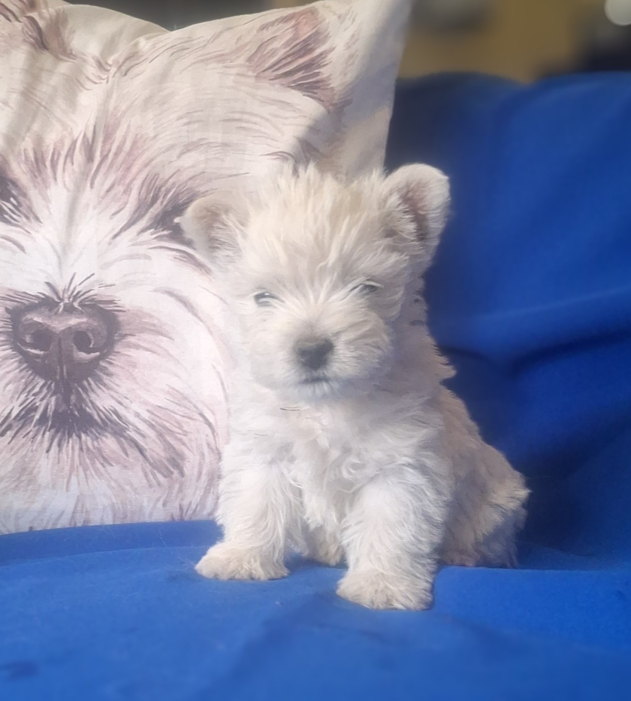 du Harpouy D'Auzan - Chiots disponibles - West Highland White Terrier