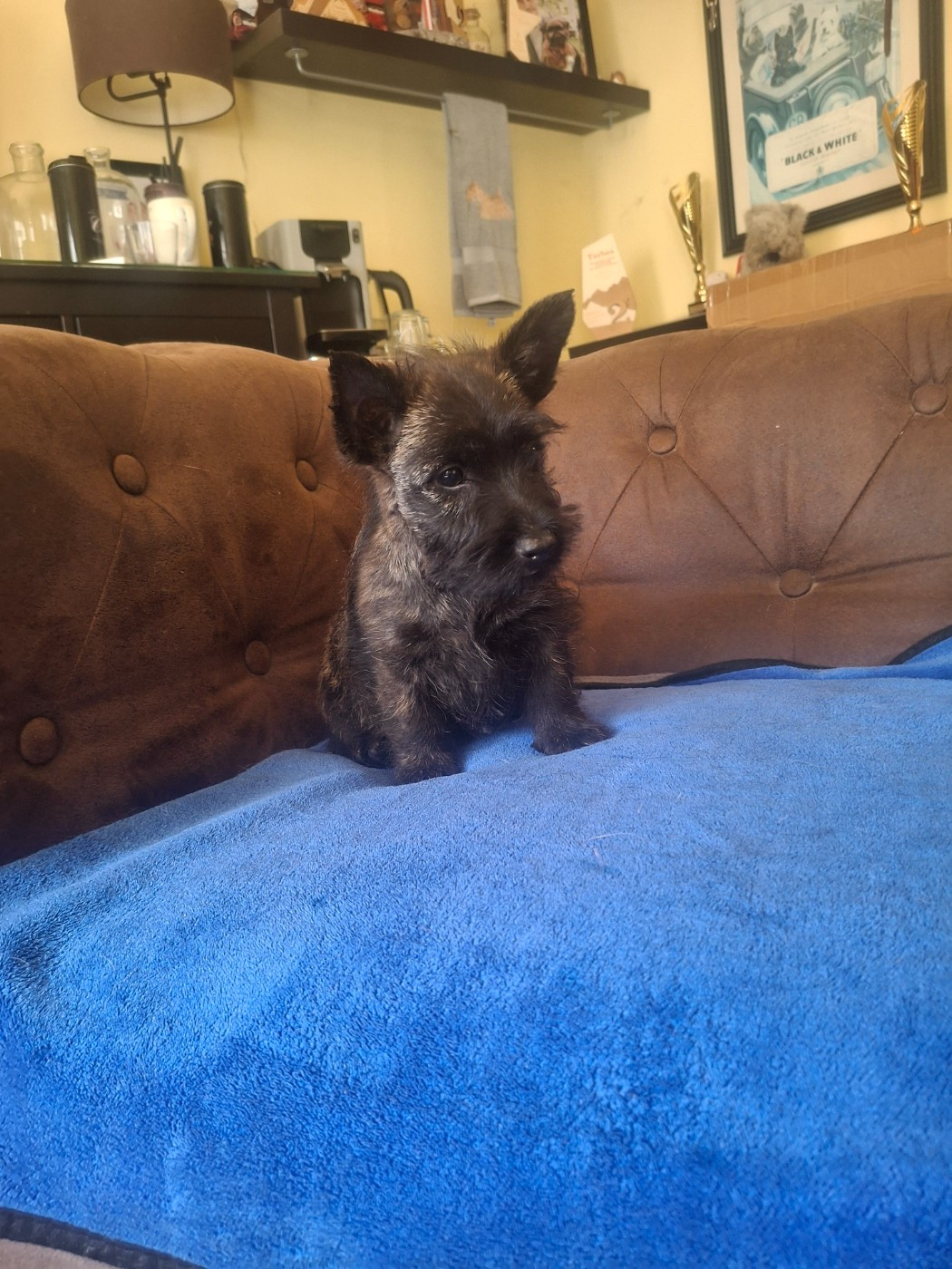 du Harpouy D'Auzan - Chiots disponibles - Scottish Terrier