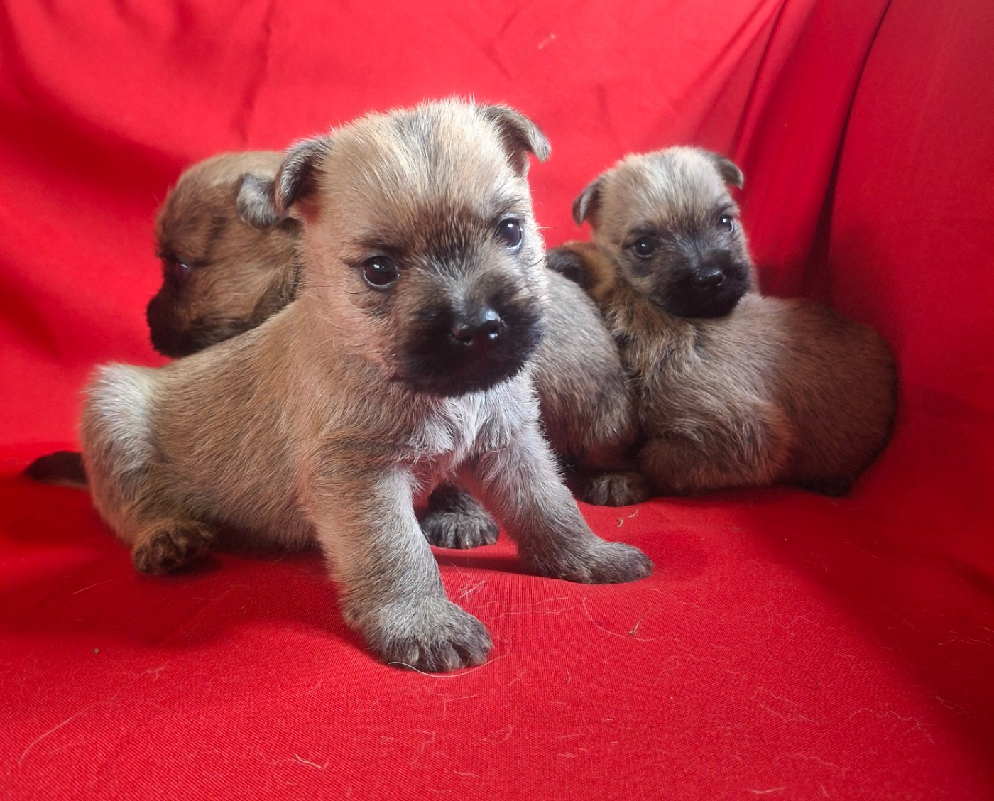 Chiot Cairn Terrier du Harpouy D'Auzan
