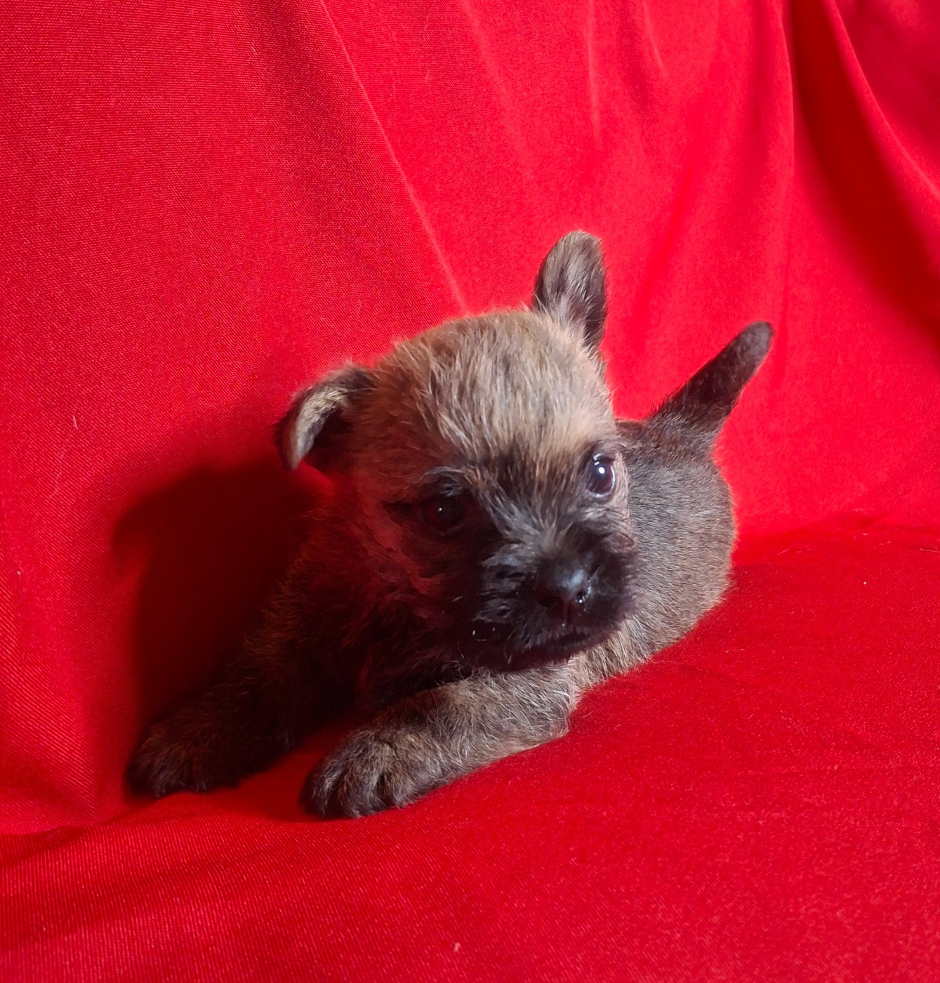 du Harpouy D'Auzan - Chiots disponibles - Cairn Terrier
