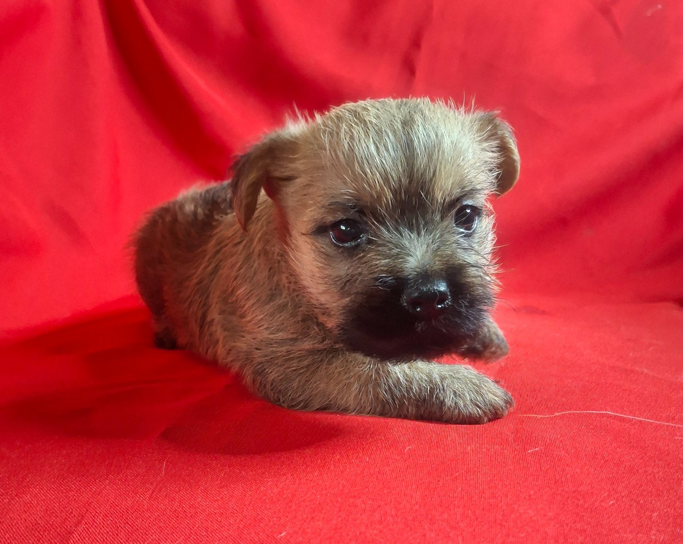 du Harpouy D'Auzan - Chiots disponibles - Cairn Terrier