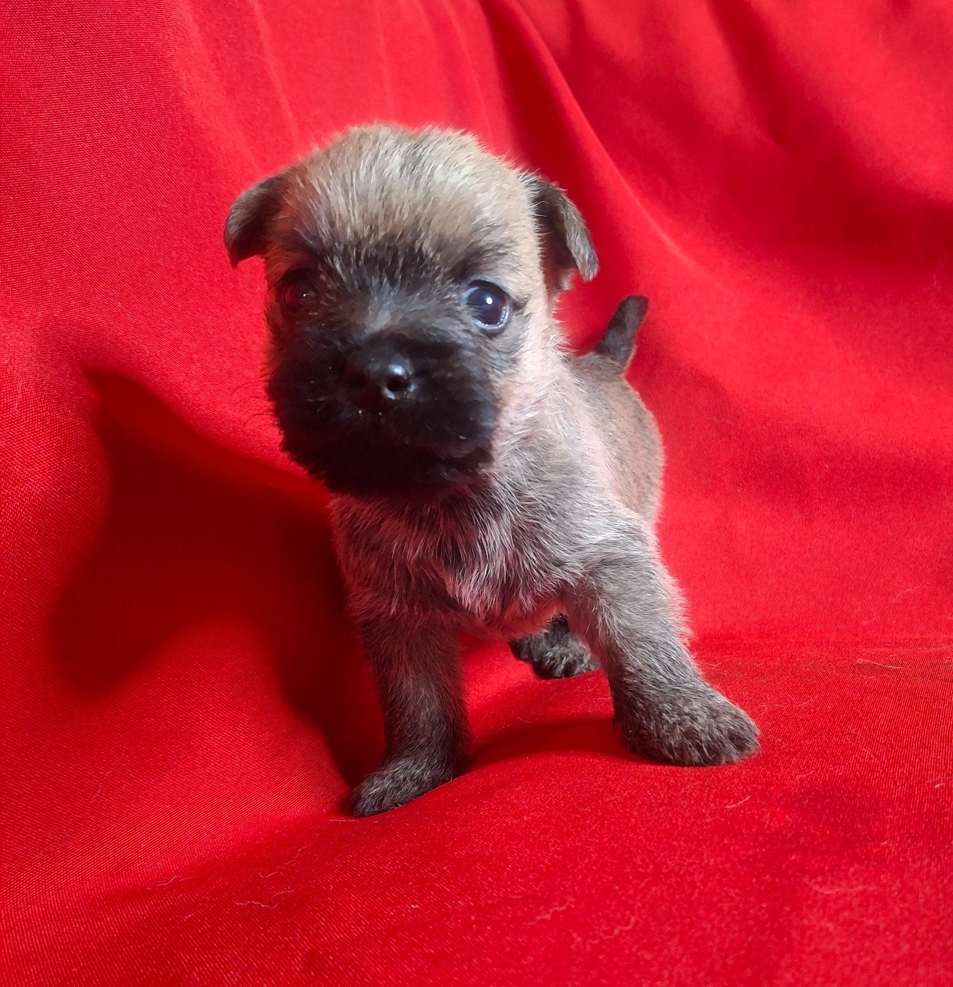du Harpouy D'Auzan - Chiots disponibles - Cairn Terrier