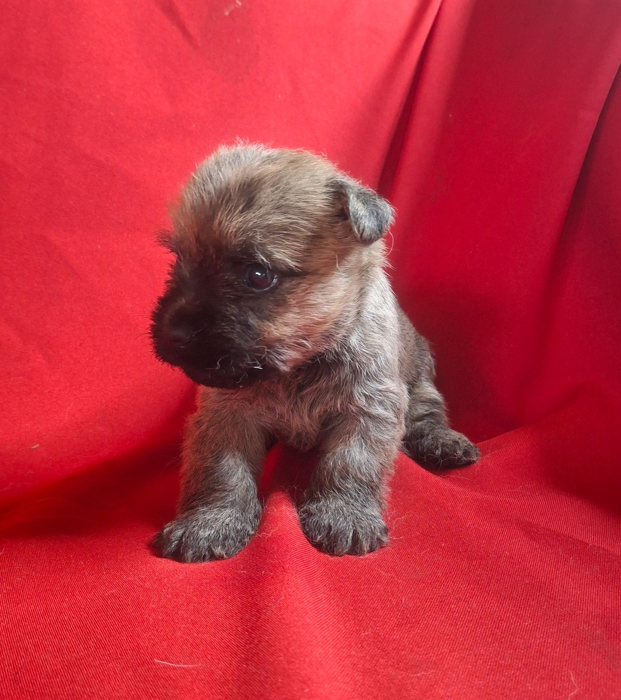 du Harpouy D'Auzan - Chiots disponibles - Cairn Terrier