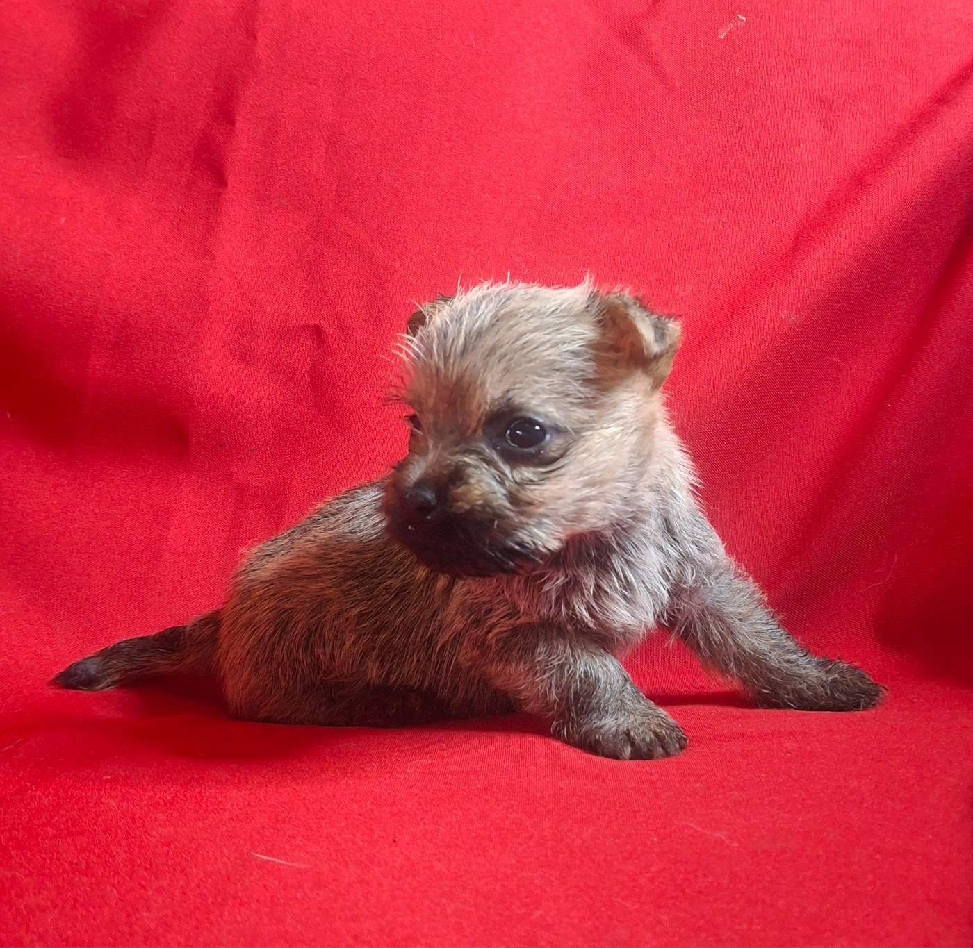 du Harpouy D'Auzan - Chiots disponibles - Cairn Terrier