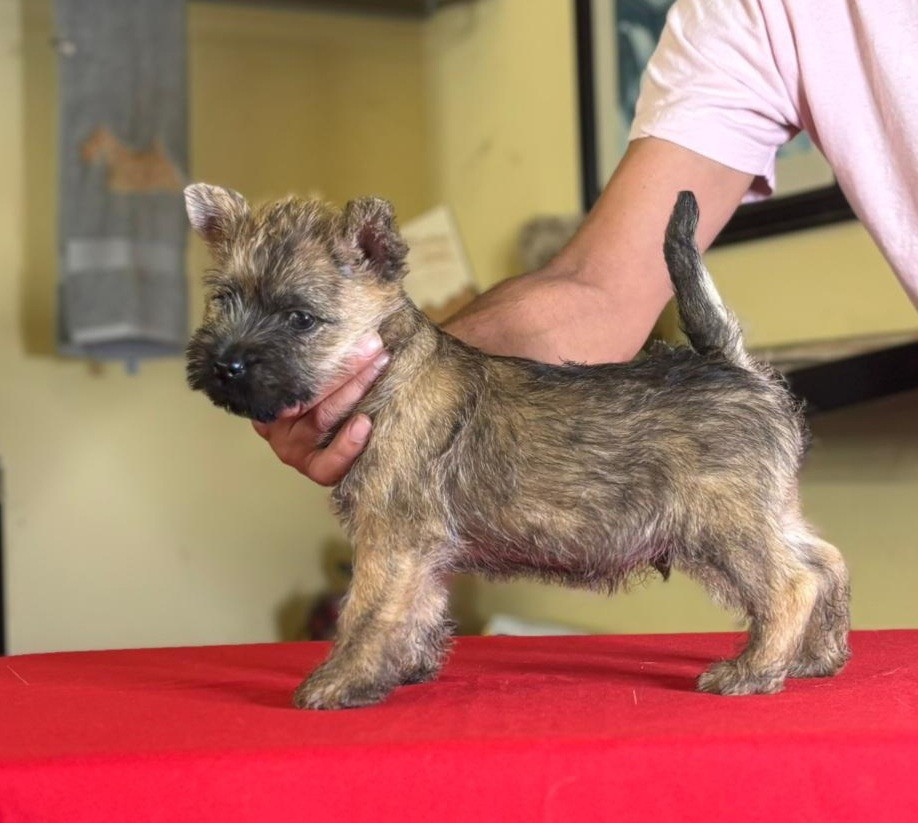 du Harpouy D'Auzan - Chiots disponibles - Cairn Terrier