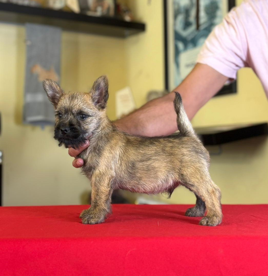 du Harpouy D'Auzan - Chiots disponibles - Cairn Terrier