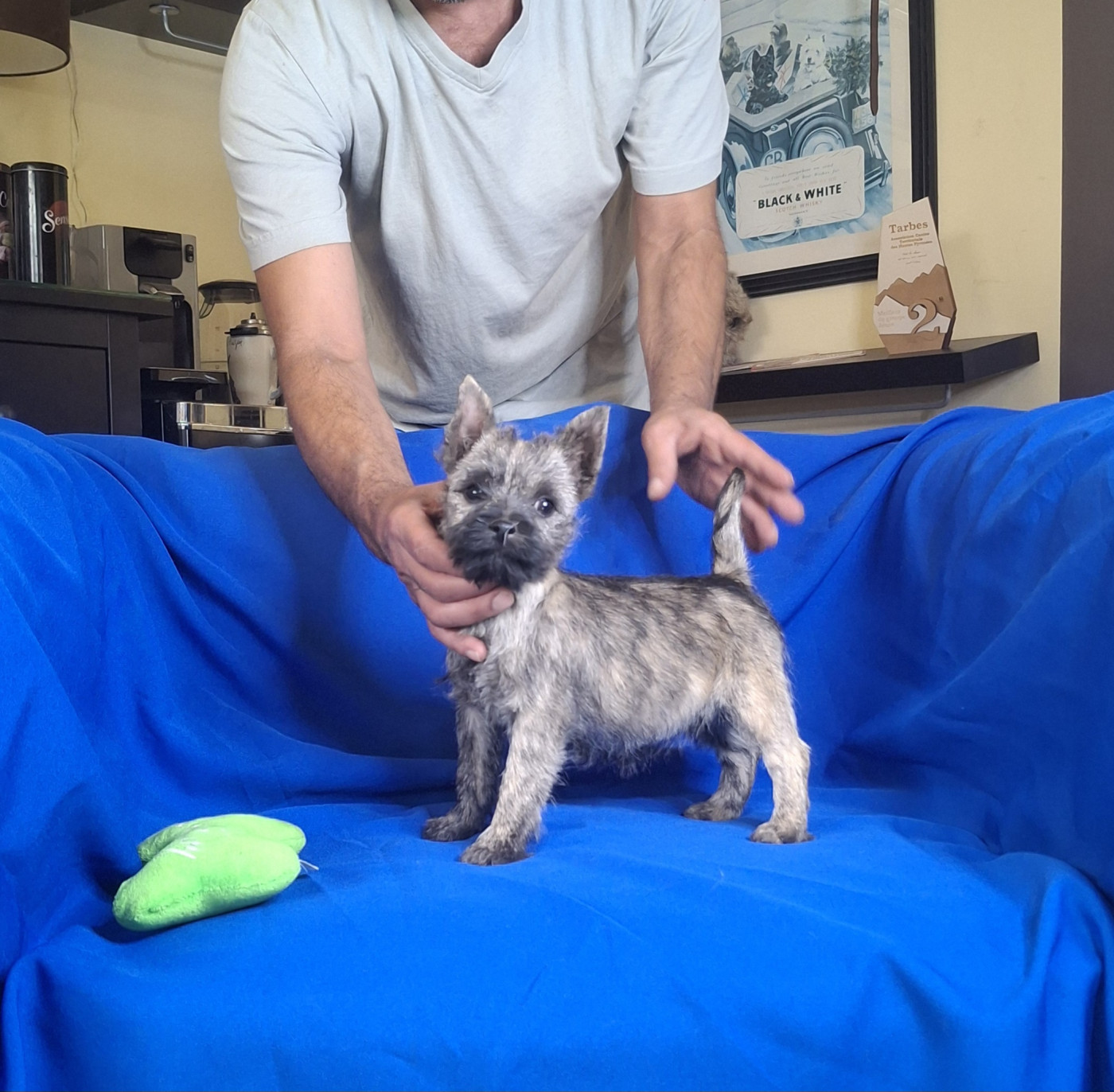 du Harpouy D'Auzan - Chiots disponibles - Cairn Terrier