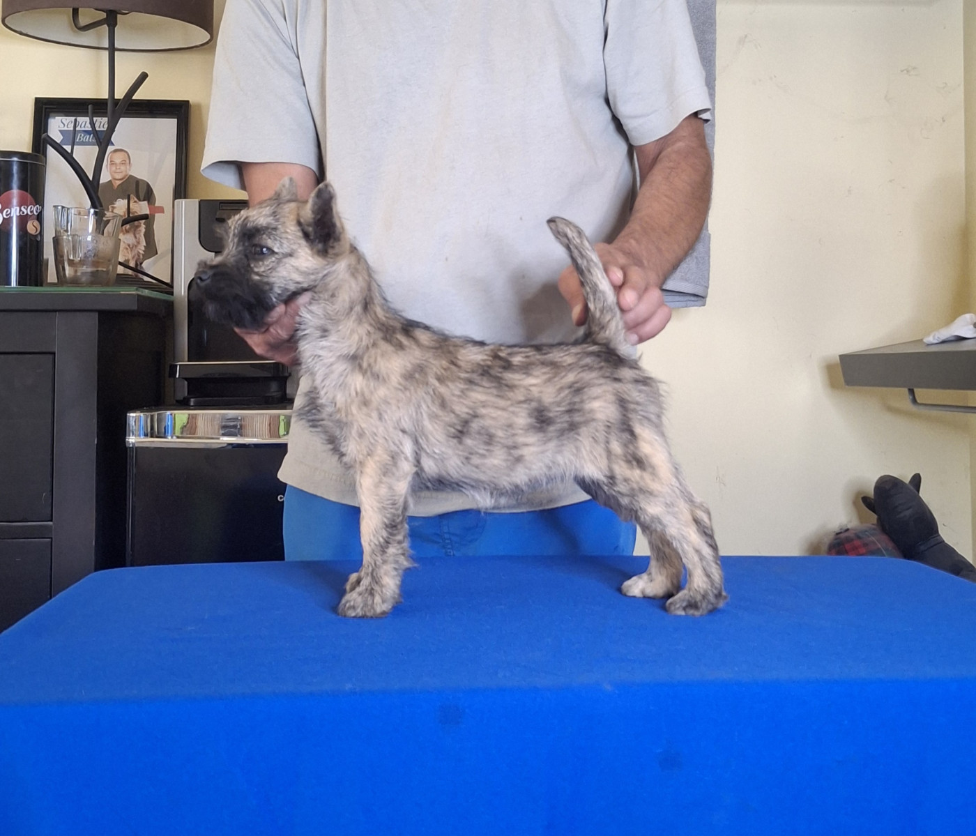 du Harpouy D'Auzan - Chiots disponibles - Cairn Terrier