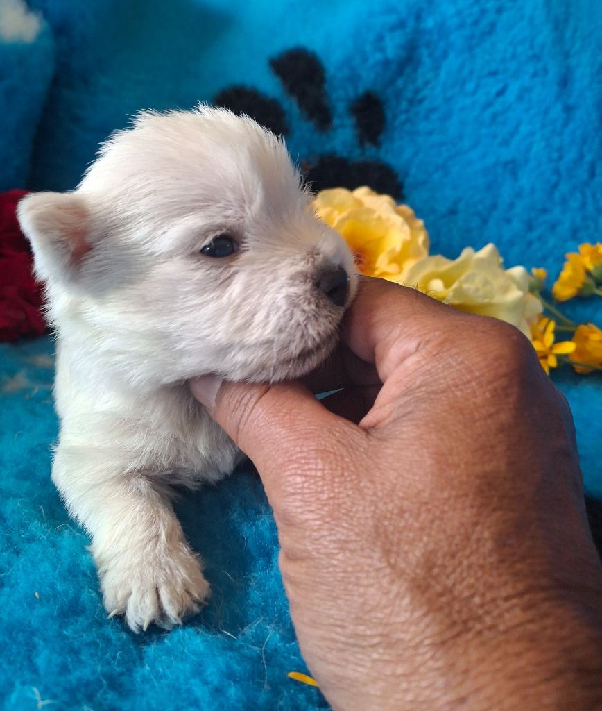 du Harpouy D'Auzan - Chiots disponibles - West Highland White Terrier