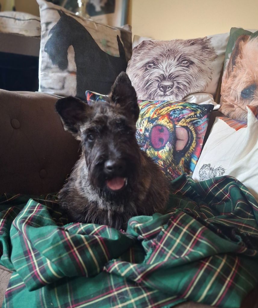 du Harpouy D'Auzan - Chiots disponibles - Scottish Terrier