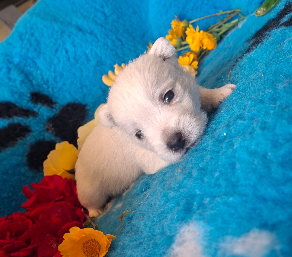 du Harpouy D'Auzan - Chiots disponibles - West Highland White Terrier