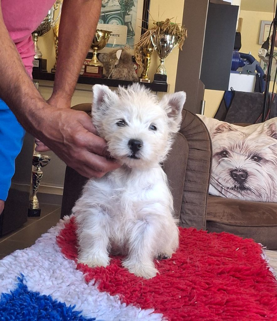 du Harpouy D'Auzan - Chiots disponibles - West Highland White Terrier