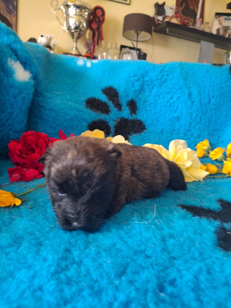 du Harpouy D'Auzan - Chiots disponibles - Scottish Terrier