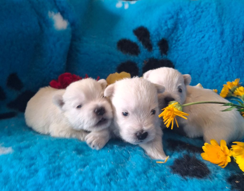 Chiot West Highland White Terrier du Harpouy D'Auzan