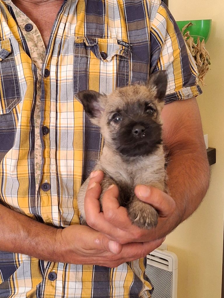 Chiot Cairn Terrier du Harpouy D'Auzan