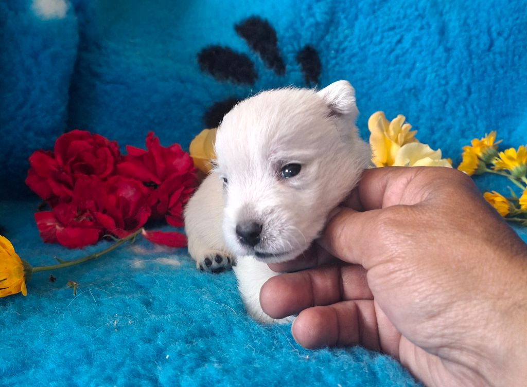 du Harpouy D'Auzan - Chiots disponibles - West Highland White Terrier