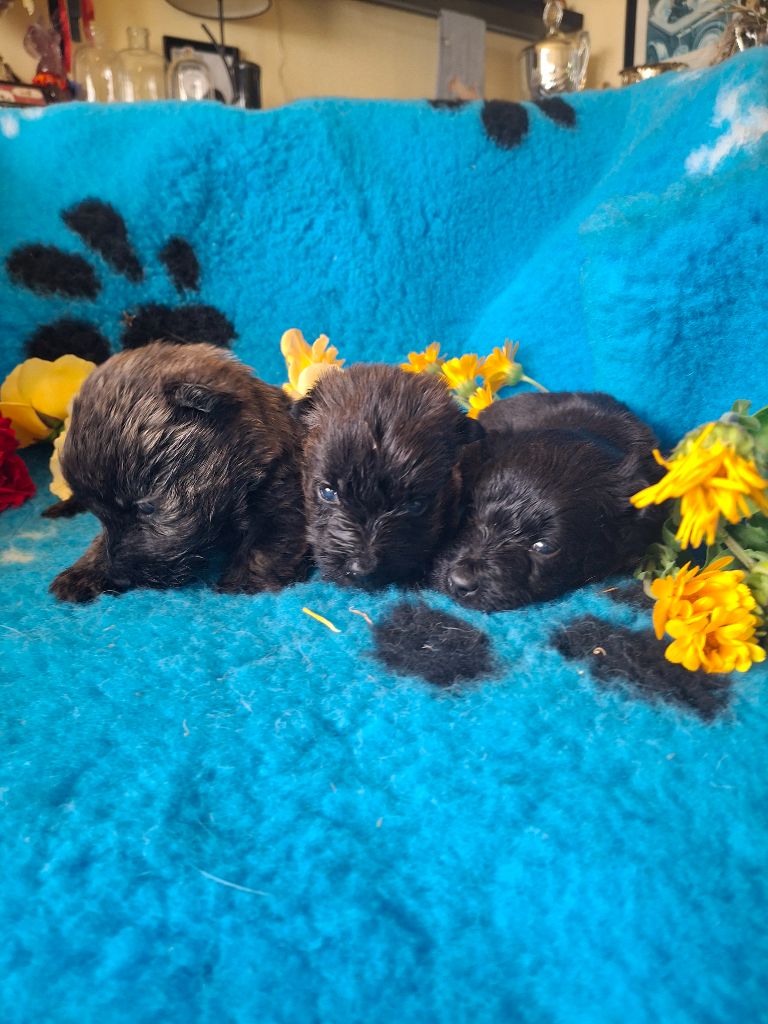 Chiot Scottish Terrier du Harpouy D'Auzan