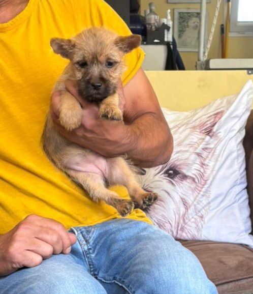 du Harpouy D'Auzan - Chiots disponibles - Cairn Terrier