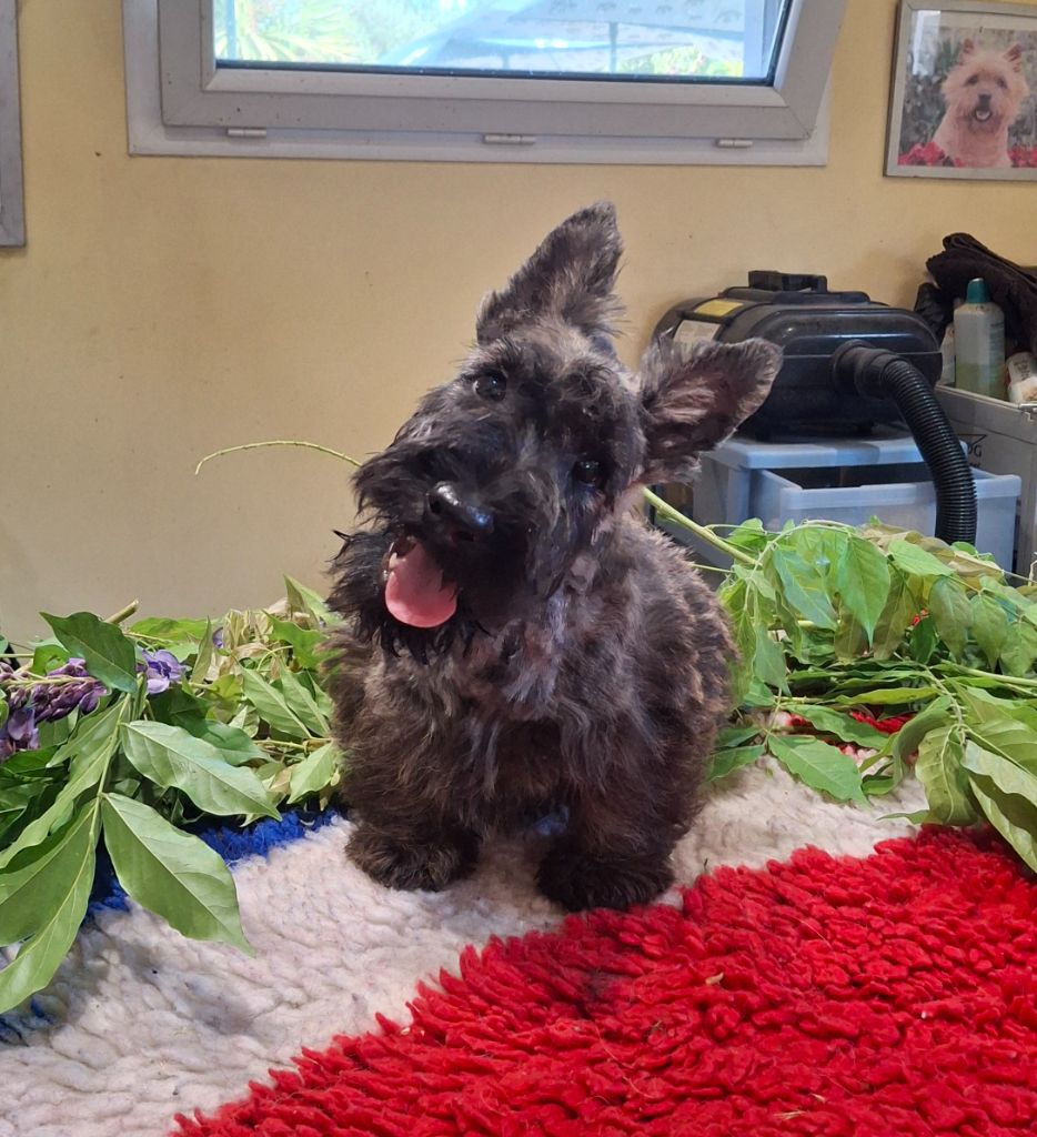 du Harpouy D'Auzan - Chiots disponibles - Scottish Terrier