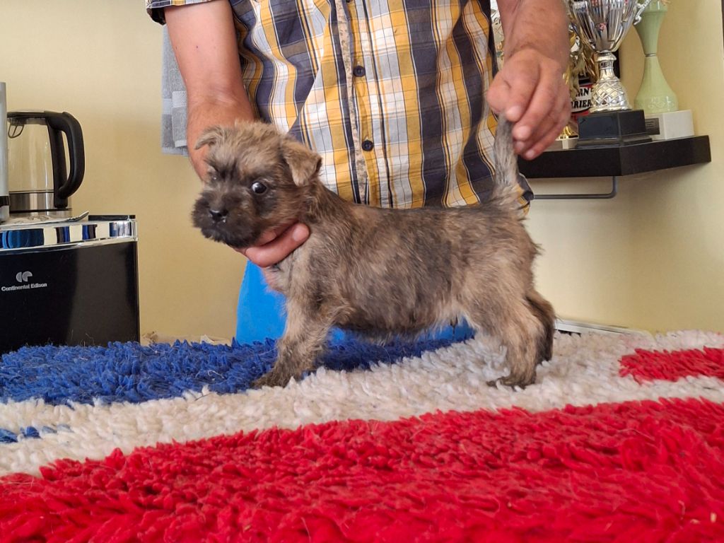 du Harpouy D'Auzan - Chiots disponibles - Cairn Terrier