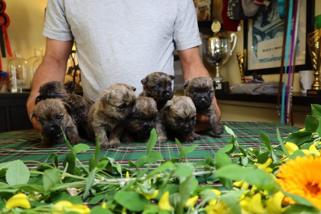 Chiot Cairn Terrier du Harpouy D'Auzan