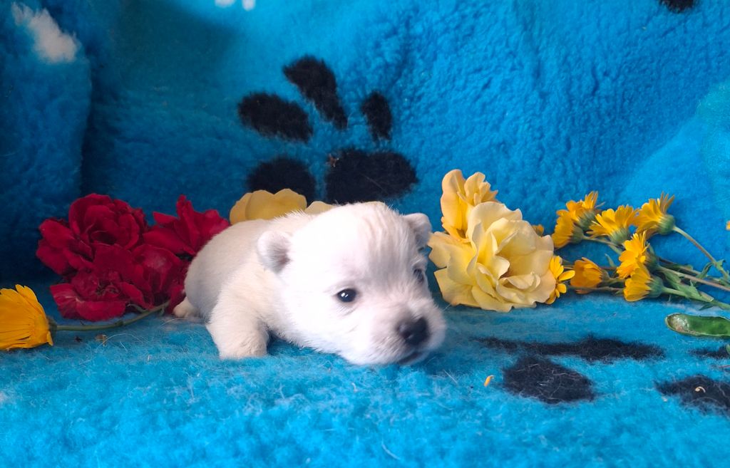 du Harpouy D'Auzan - Chiots disponibles - West Highland White Terrier