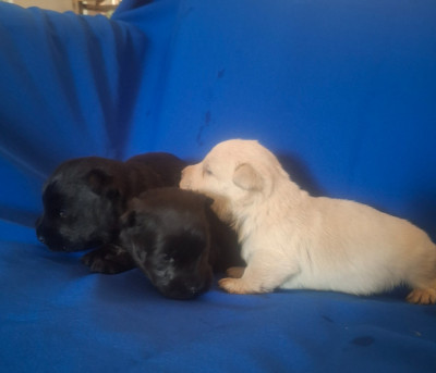 Chiot N°2