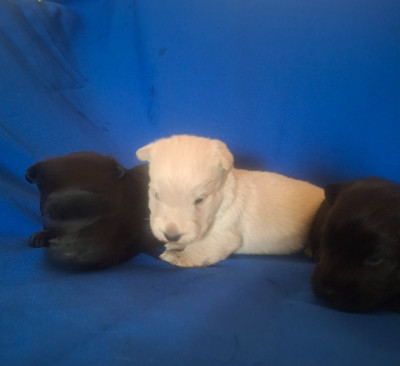 Chiot N°3