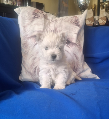 Chiot N°2