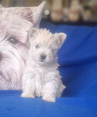Chiot N°3