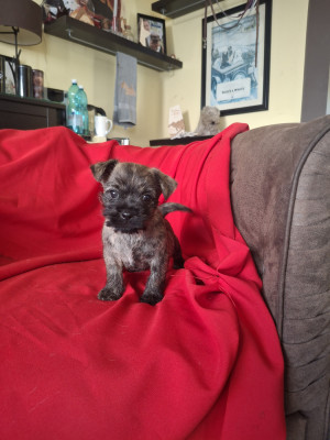 Chiot N°4