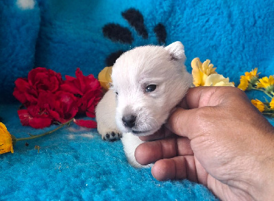CHIOT 1