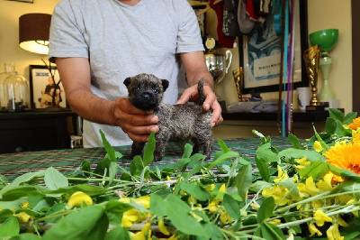 CHIOT 6