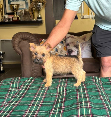 CHIOT 7